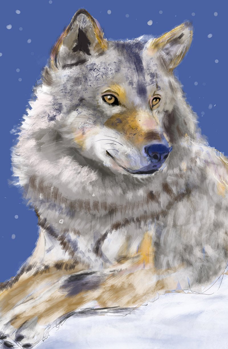 Illustration d'un loup par Sophie Moedbeck
