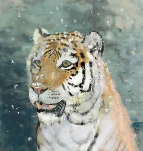 Illustration d'un tigre par Sophie Moedbeck