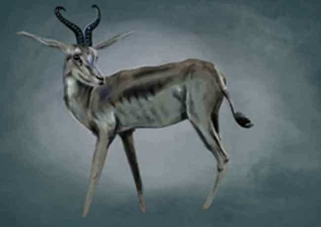 Illustration d'une antilope par Sophie Moedbeck