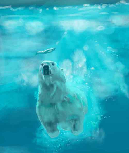 Illustration d'un ours par Sophie Moedbeck